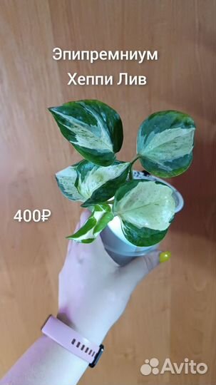 Сциндапсусы и эпипремнумы