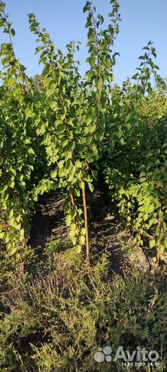 Саженцы плодовых деревьев