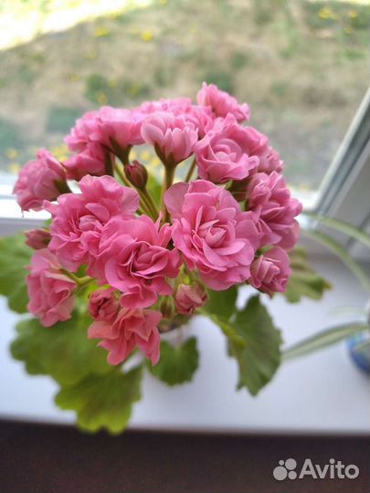 Комнатные растения