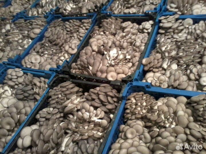 Инвестиции в бизнес. Ищу инвестора