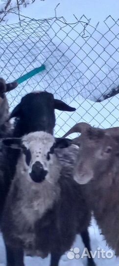 Овцы бараны