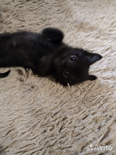 Котенок