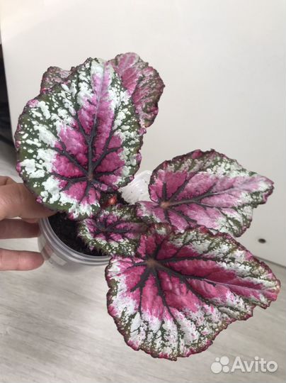 Бегония декоративно-лиственная