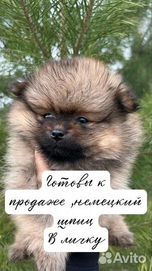 Щенки шпица