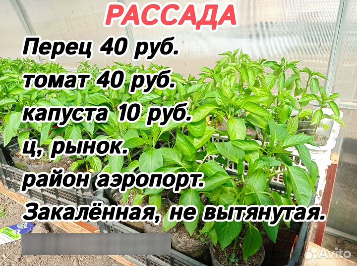 Рассада овощей