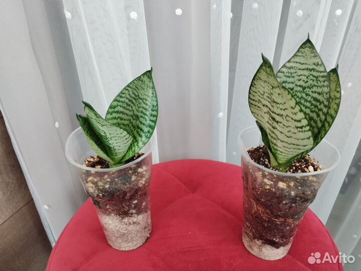 Сансевиерия ханни