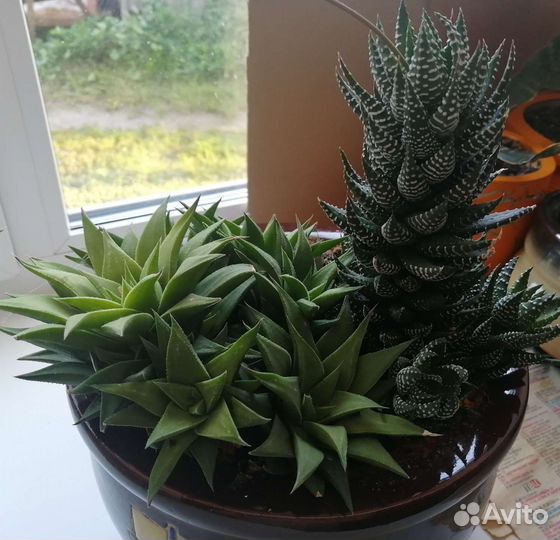 Суккуленты, алоэ