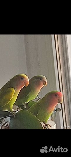 Попугай неразлучники с клеткой