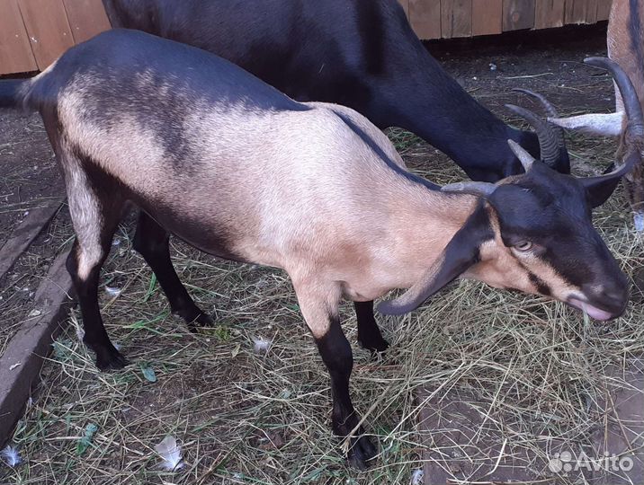 Козочка 3.5 месяца