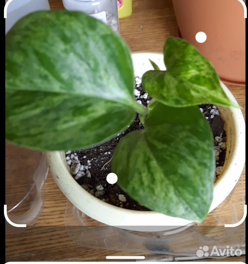 Эпипремнум