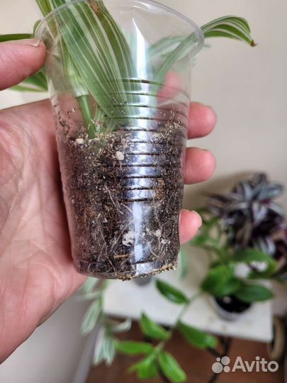 Традесканция белая,зелёная,зебрина