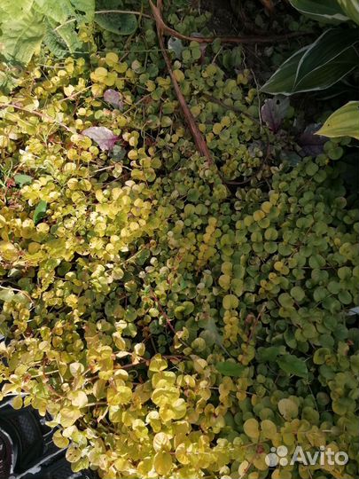 Почвопокровники, для альпийской горки