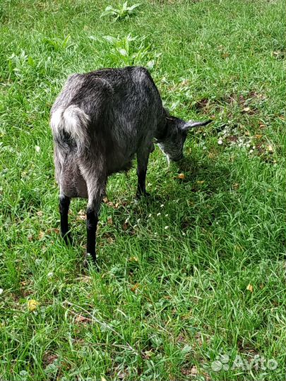 Продам коз, поросят