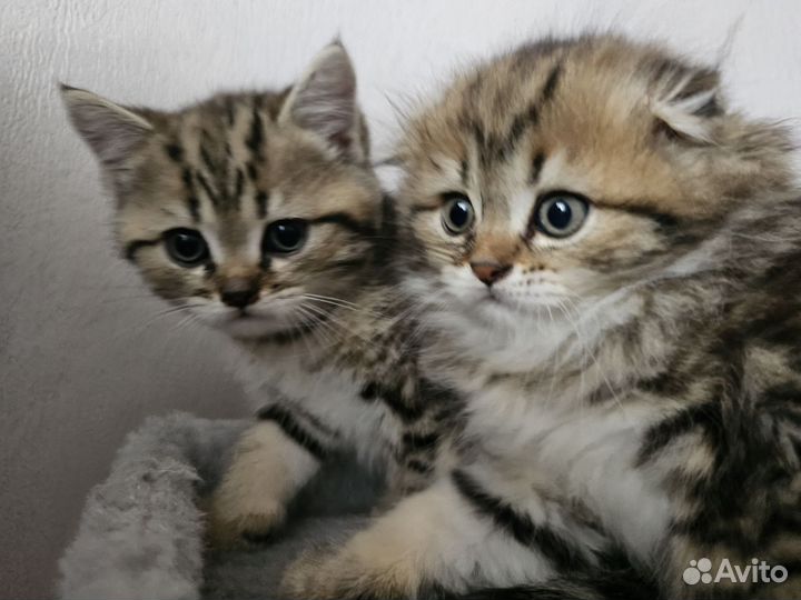 Котята