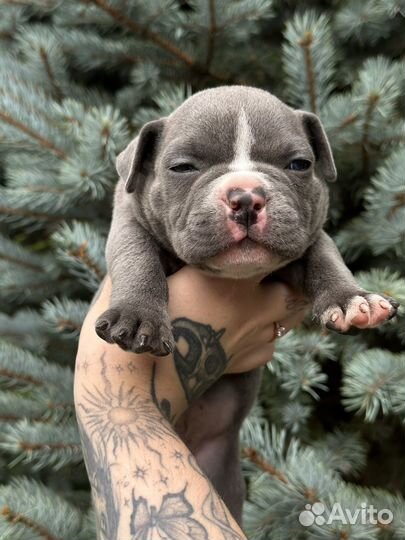 Американский булли экзот