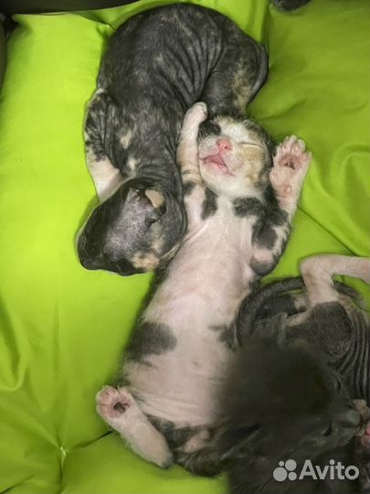 Котята сфинкс