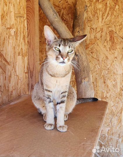 Котенок Каракет Ф3