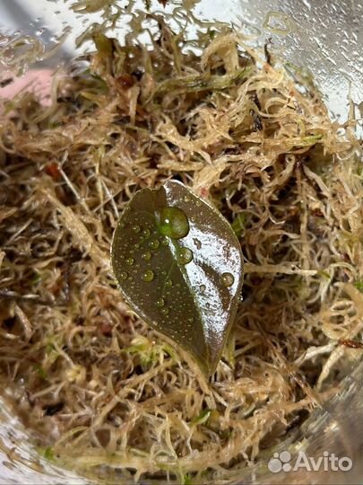 Алоказия купрея