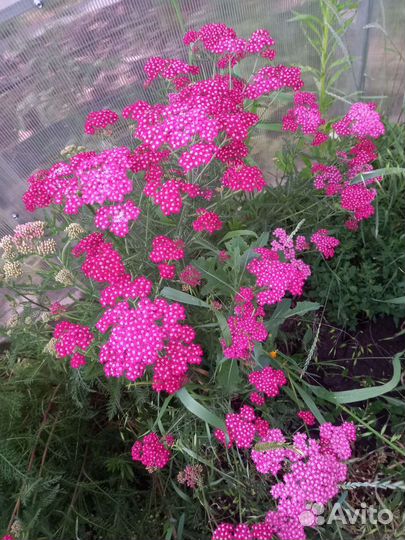 Тысячелистник