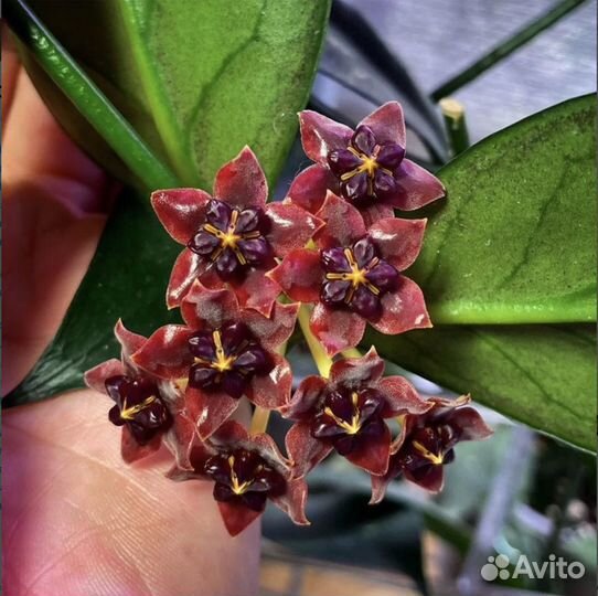 Hoya Lobbii dark red