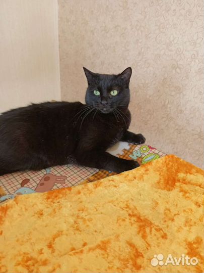 Кошечка ищет дом