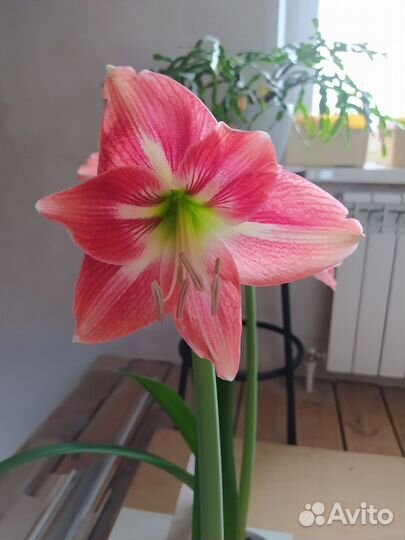 Гиппеаструм