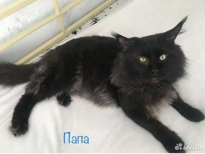 Котята мейн-кун