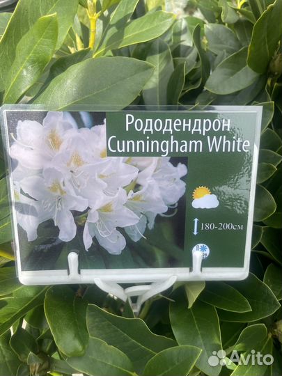 Рододендрон
