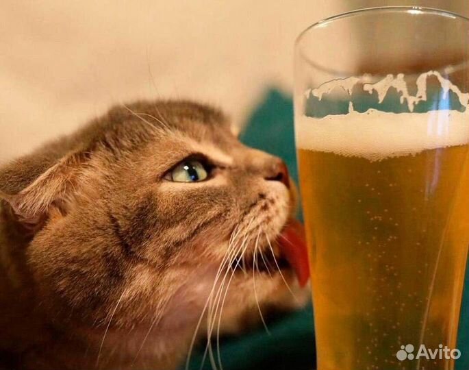 Продавец в пивной магазин