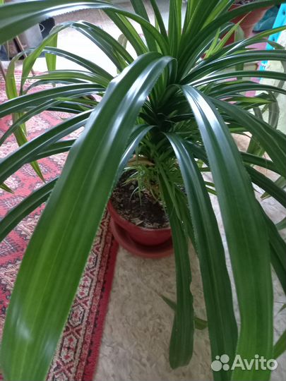 Панданус.Драцены