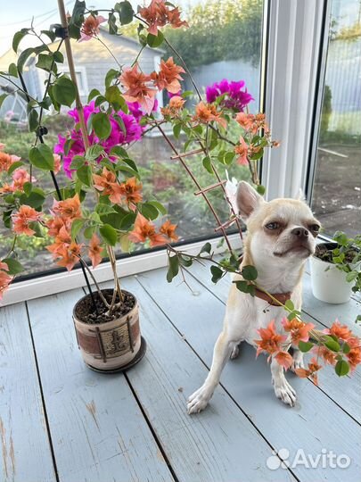 Кобель на случку