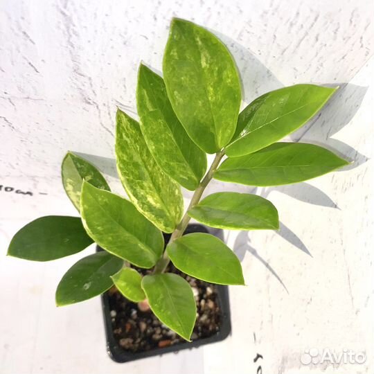 Замиокулькас Short Leaf