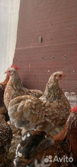 Цыплята -карликовый кохинхин 4.5мес(пара)