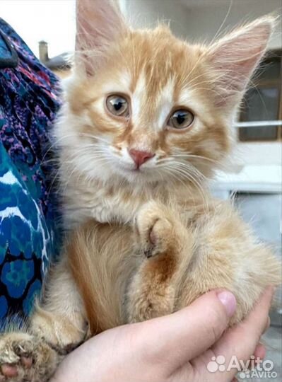Рыжий котенок девочка