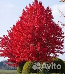 Дуб красный саженцы