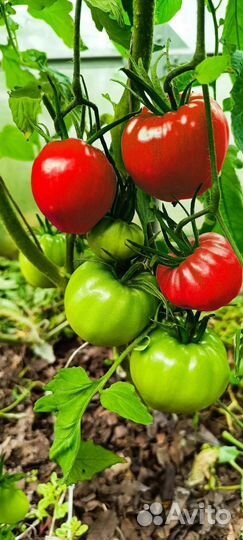 Семена томатов