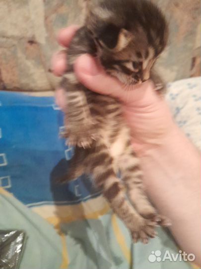 Котята бенгалы