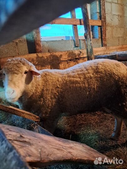 Баран породистый