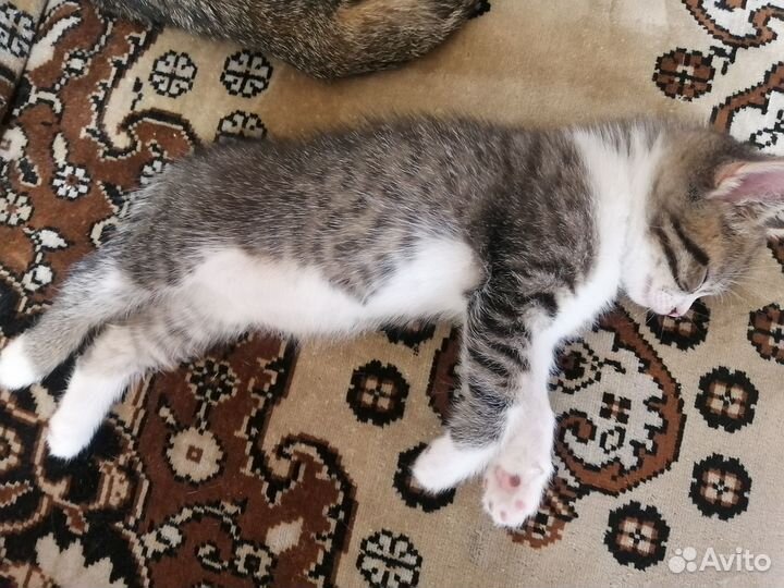 Отдам котенка в добрые руки
