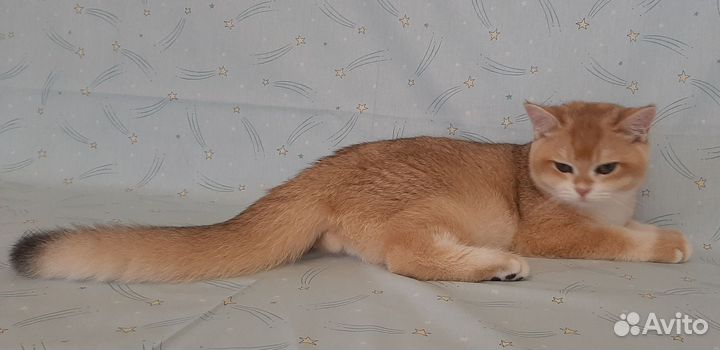 Котик золотой британский ny 12