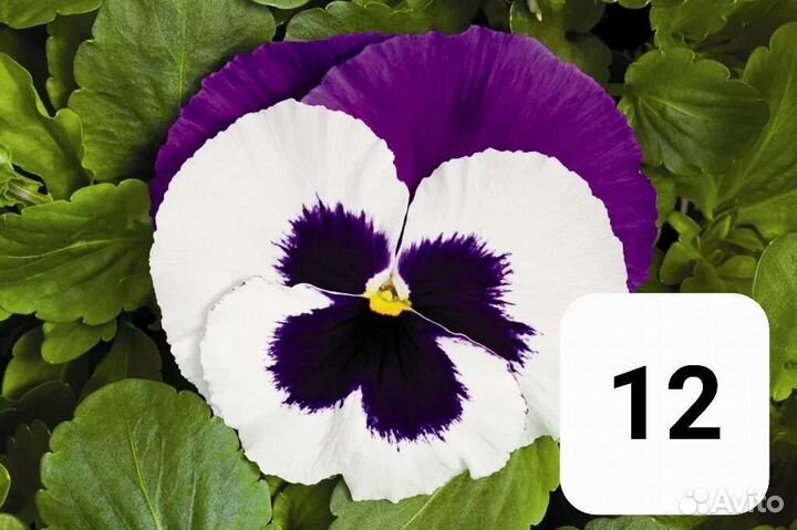 Рассада виола