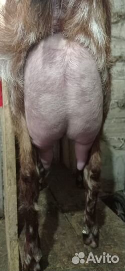 Козлята, козы камори-нубиец