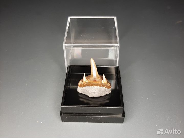 Зубы акулы Paraorthacodus