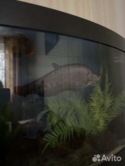 Индийский Нож (Chitala Ornata) аквариумная Рыбка