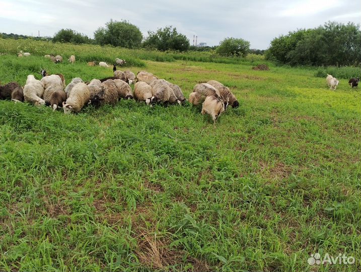 Овцы,бараны, ягнята,козы