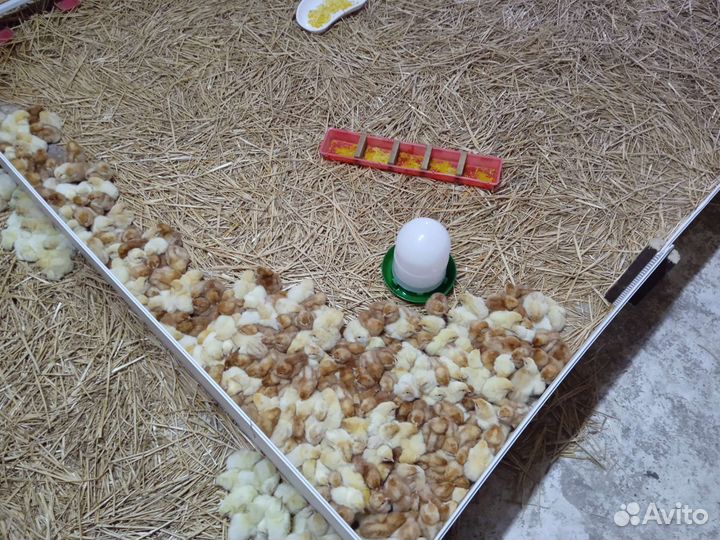 Цыплята бройлер суточные