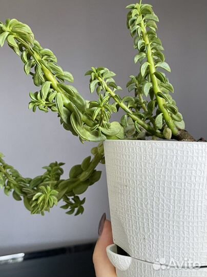 Суккуленты