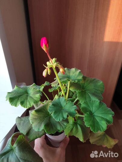 Пеларгония герань