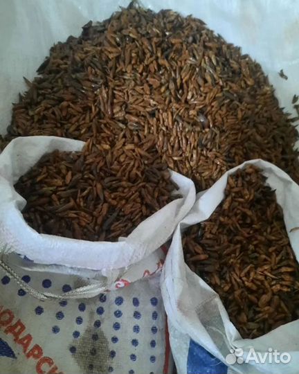 Тополиная почка