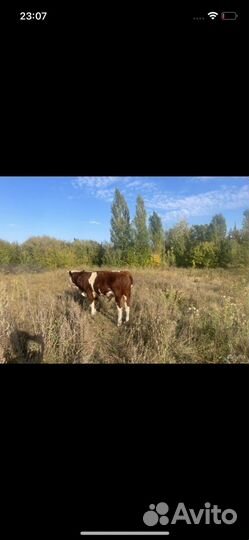 Бык и корова